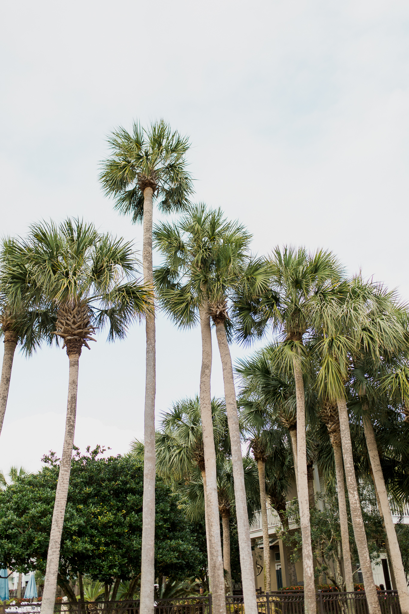 destin florida wedding with palm trees